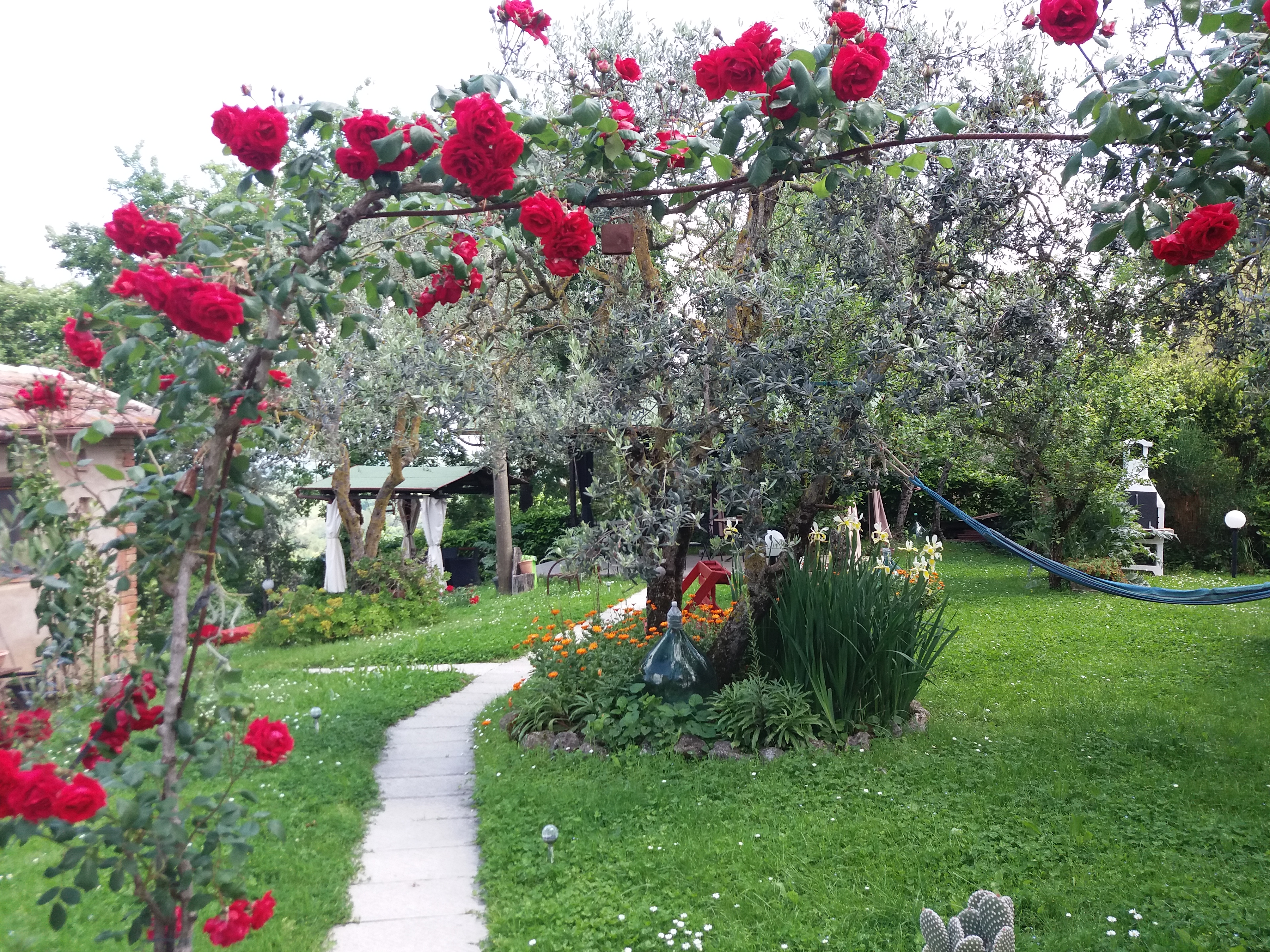 vialerose